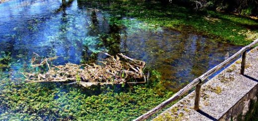 Lago di Posta Fibreno - riserva immagini